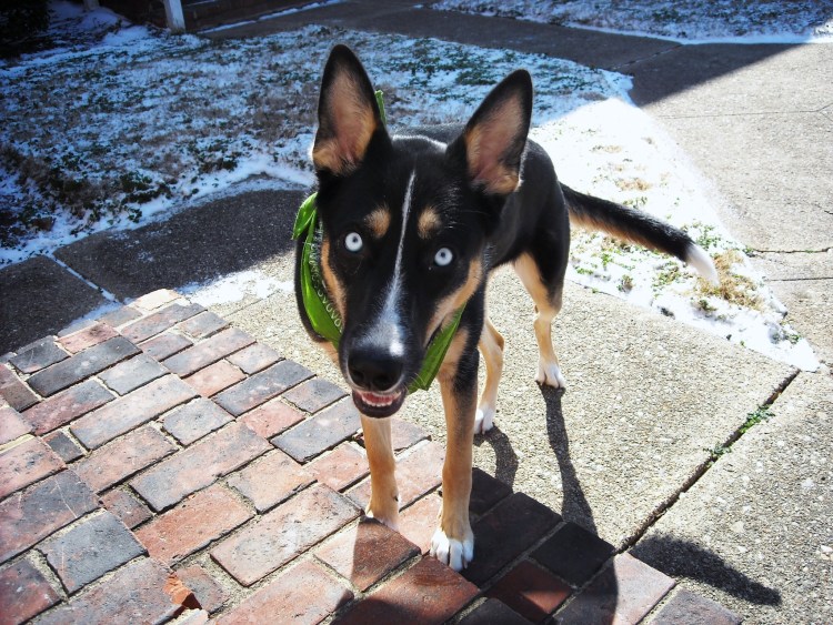 Метис добермана и питбуля