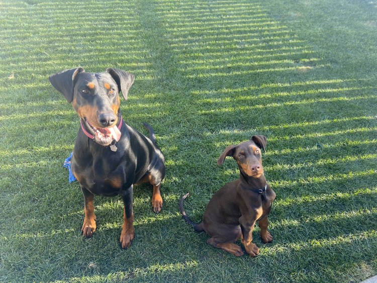 Метис добермана и лабрадора