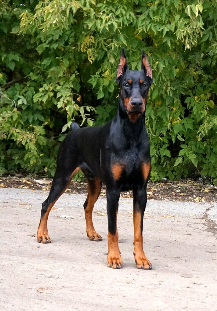 Овчарка Босерон