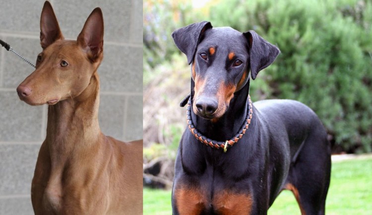 Ротвейлер и Доберман