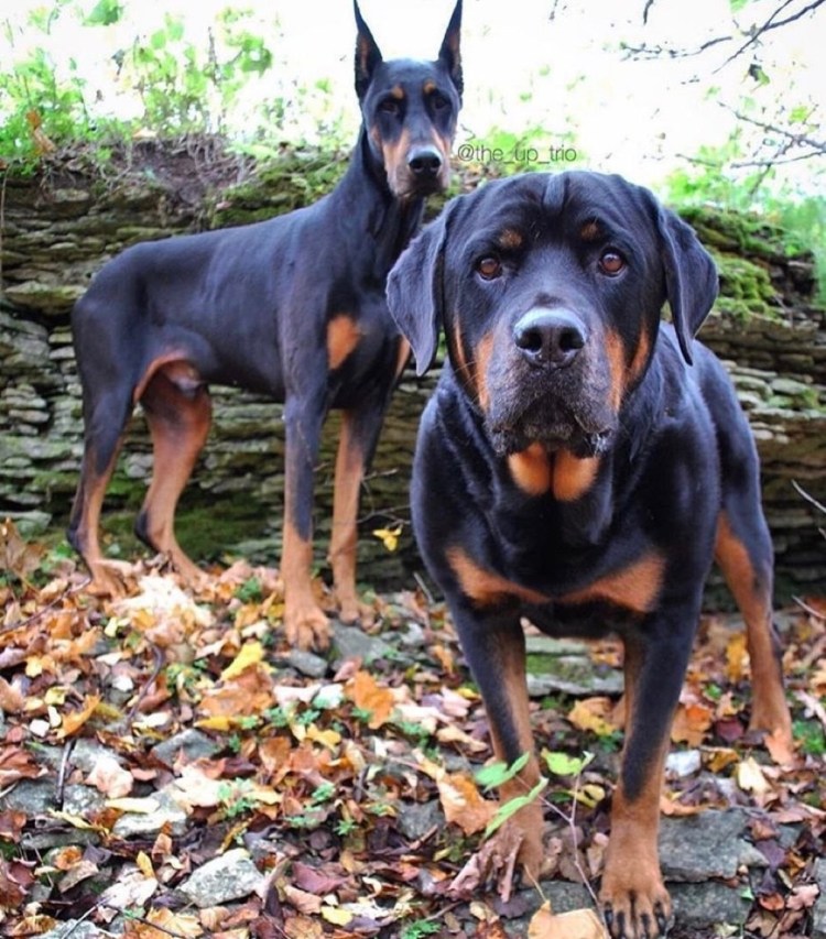 Питбуль Доберман и бультерьер