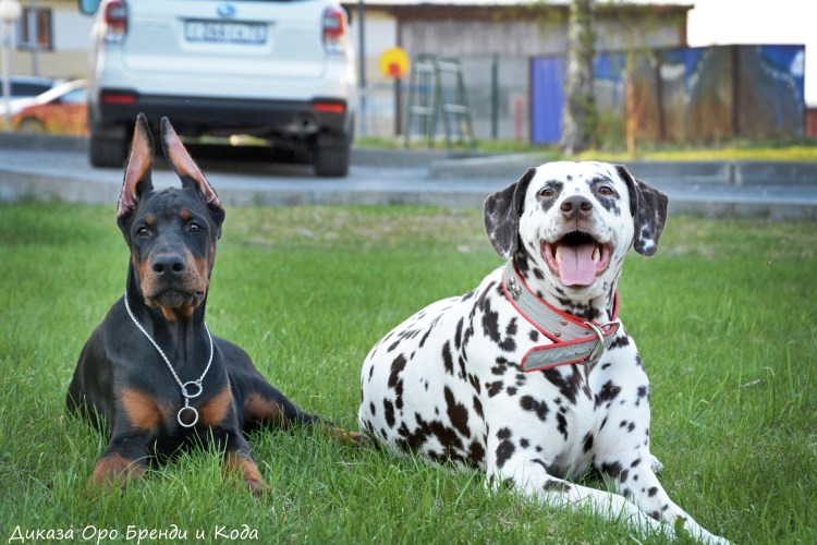 Смесь добермана и далматинца
