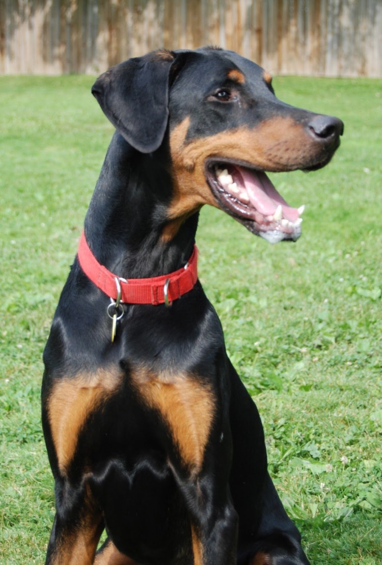 Ротвейлер и Доберман