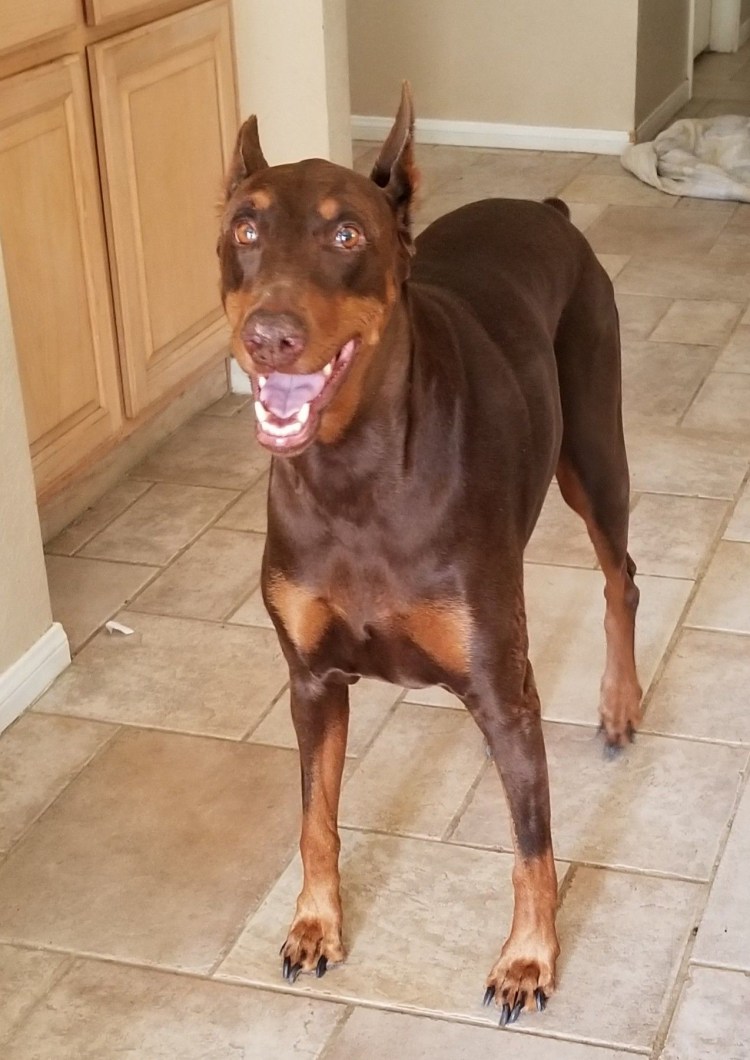 Метис питбуль и Доберман