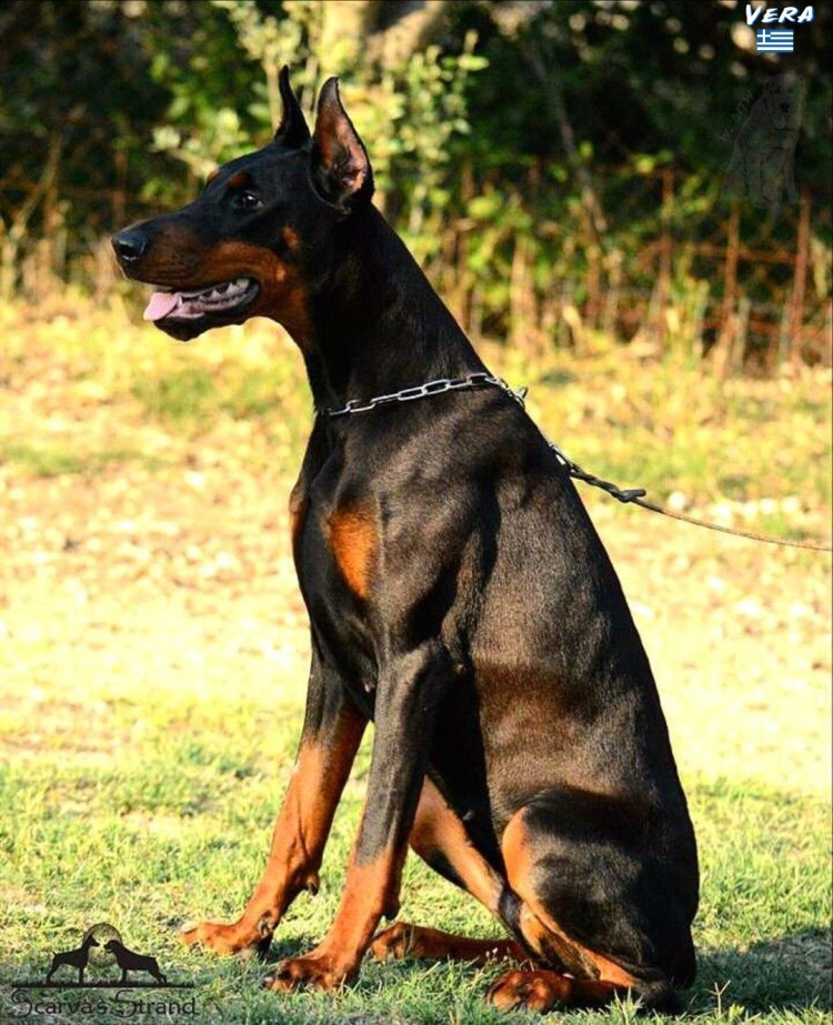 Доберман и Босерон