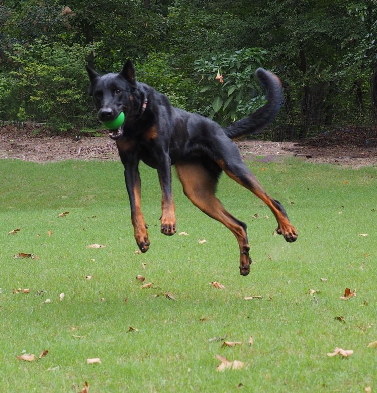 Ротвейлер и Доберман
