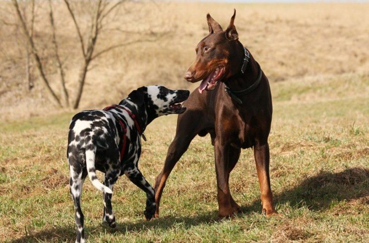 Доберман и такса