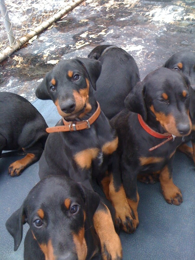 Босерон метис добермана и овчарки