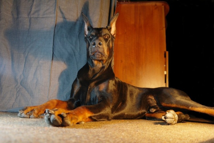 Смесь лабрадора и добермана