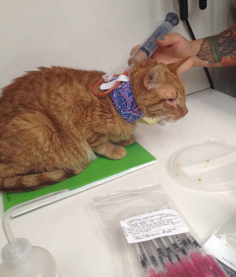 Памятка о стерилизации животных