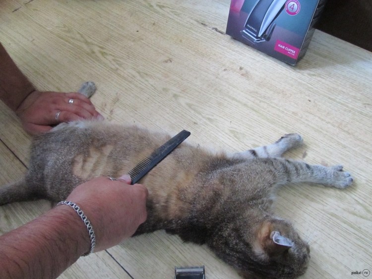 Гестренол для котов таб №10