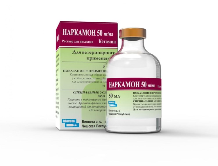 Кошка в ветеринарной клинике