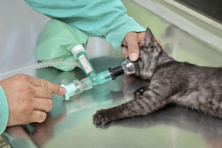 Паразител суспензия для котят