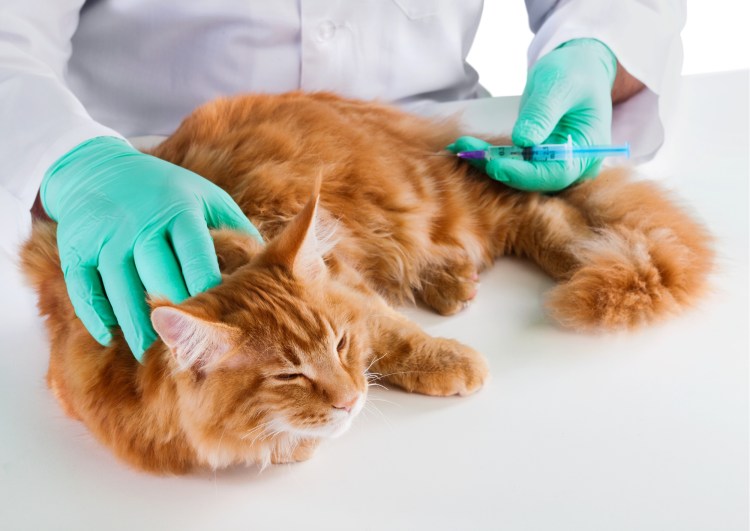 Фитекс успокоительное для кошек