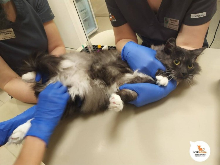 Кот Баюн капли для кошек