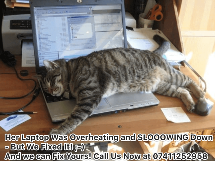 Уставший кот за компьютером