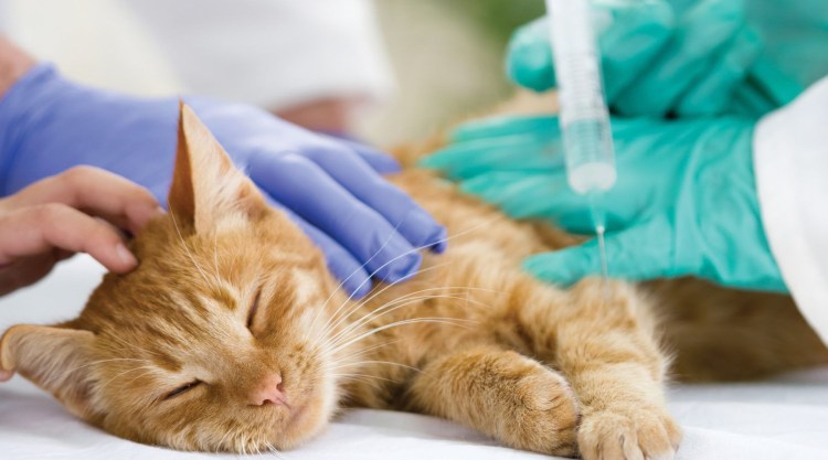 Капли Фитекс для кошек