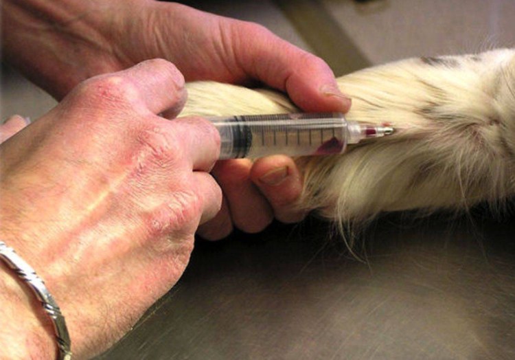 Стоп-стресс плюс (для собак), 50мл