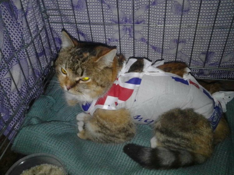 Антигельминтик Elanco Мильбемакс для кошек