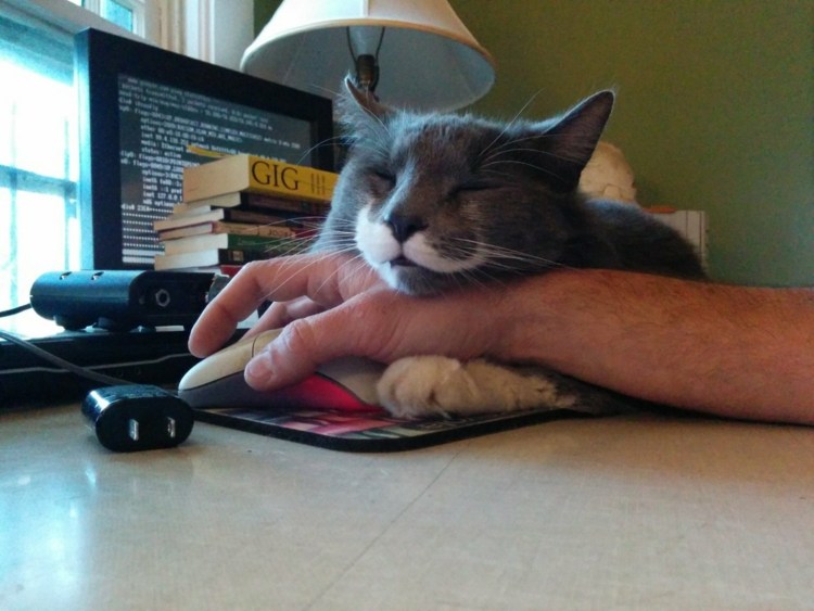 Кот спит на столе