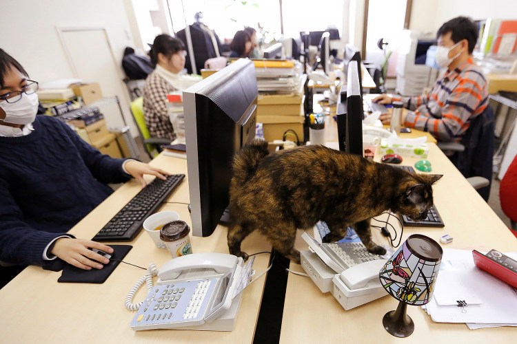 Офис с кошками в Японии