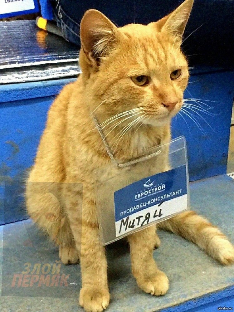 Кот работник