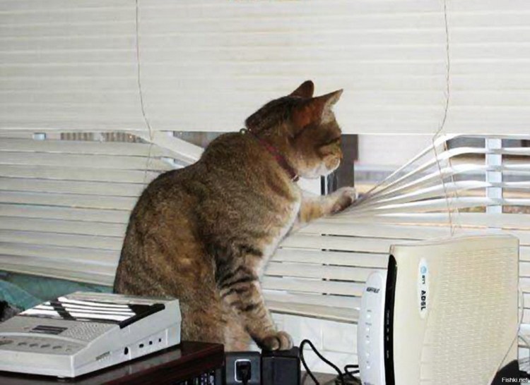 Кот и работа приколы