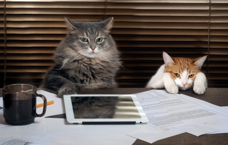 Офисный кот