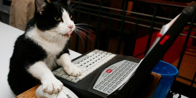 Кот за клавиатурой