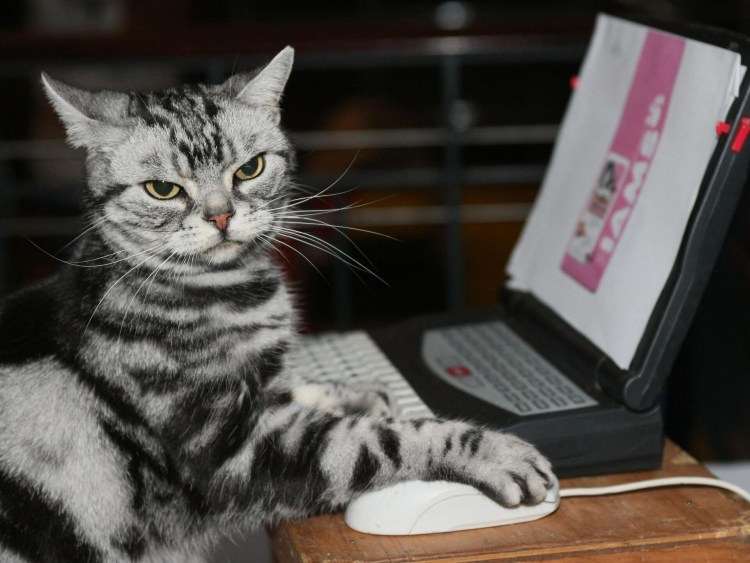 Котик за компьютером