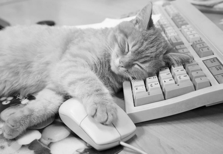 Кот спящий на клавиатуре