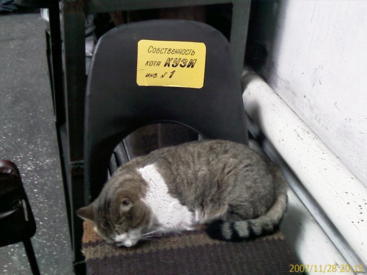 Котенок на заводе