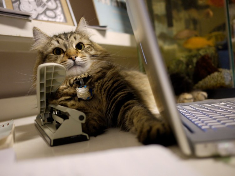 Офисный котик