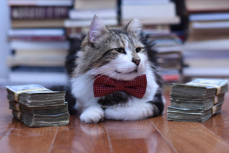 Офисный кот