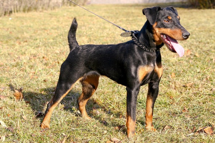 Немецкий Ягдтерьер