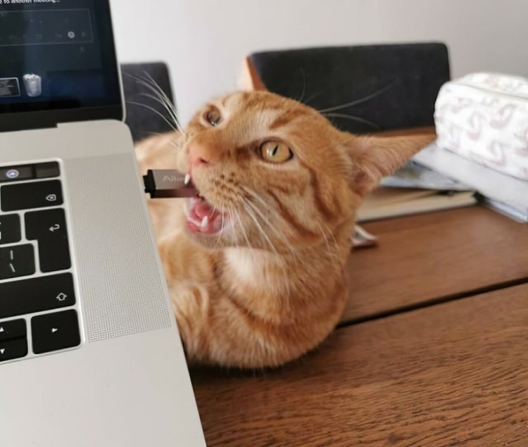 Мем кот на удаленке