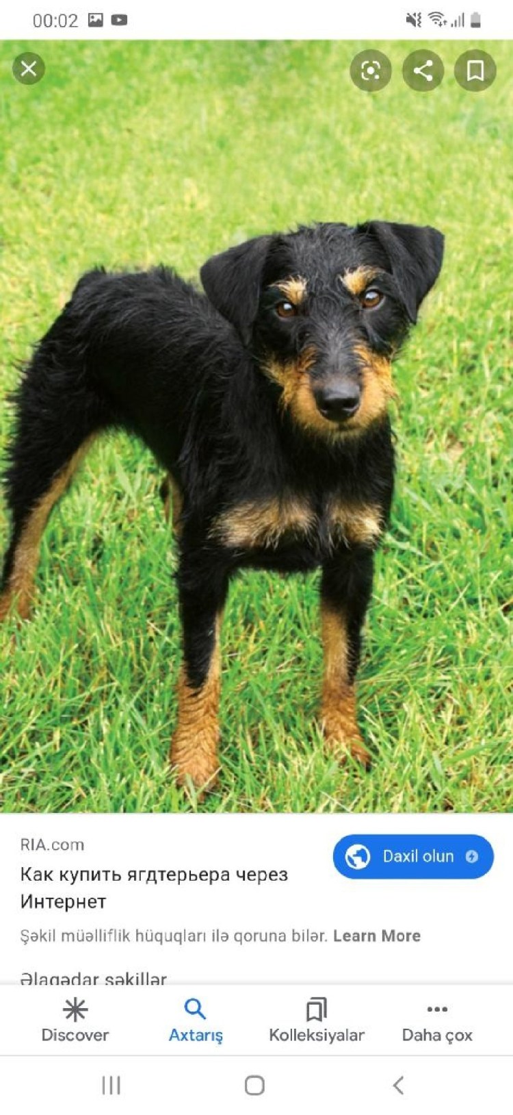 Ягдтерьер жесткошерстный