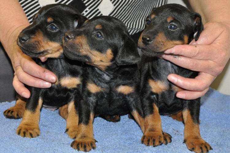 Немецкий Ягдтерьер щенок