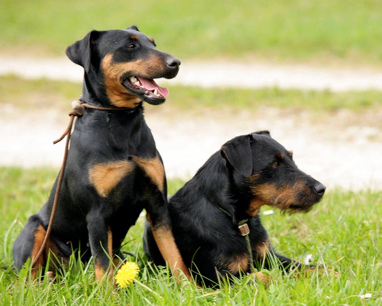 Немецкий охотничий терьер Ягдтерьер