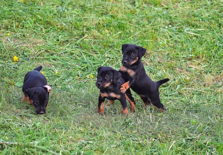 Ягдтерьер щенки