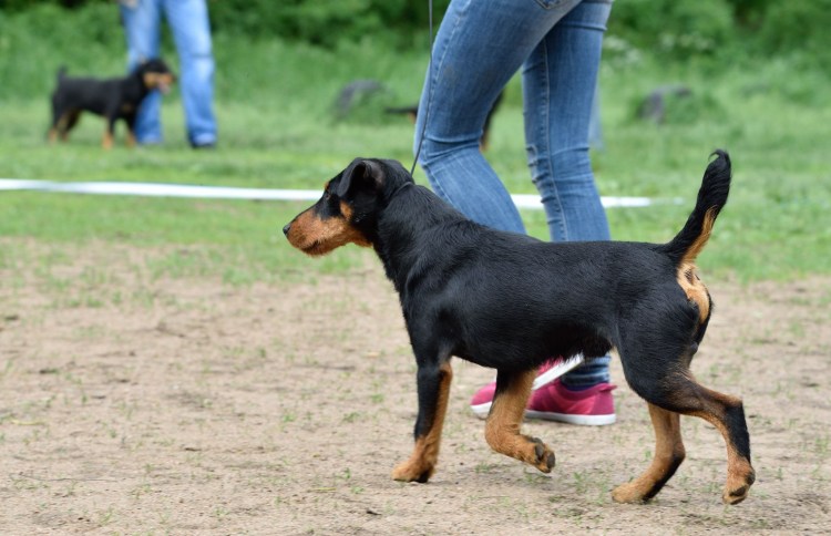 Немецкий охотничий терьер Ягдтерьер