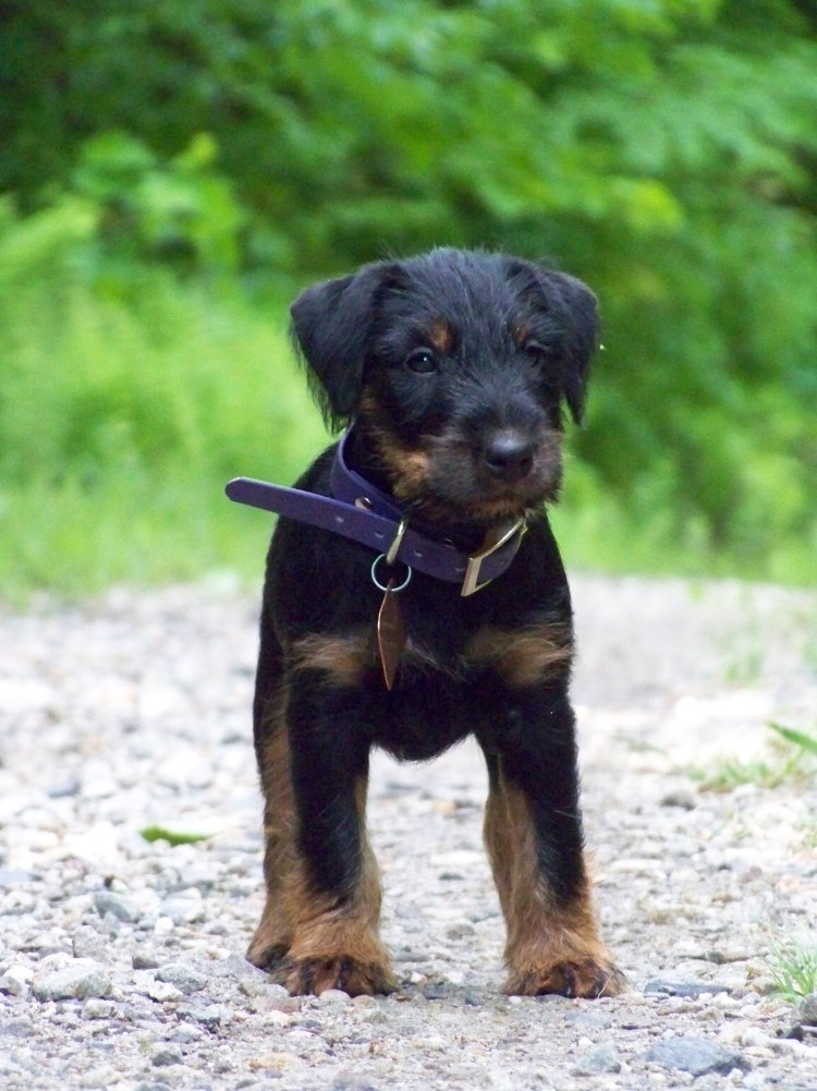 Ягдтерьер гладкошерстный