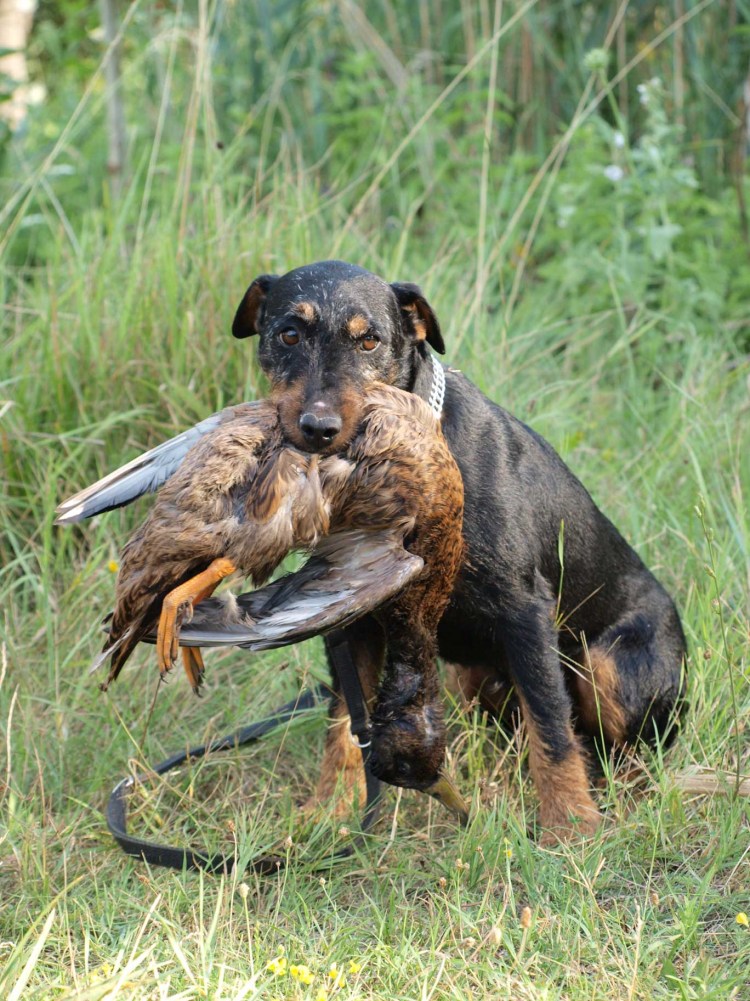 Немецкий Ягдтерьер