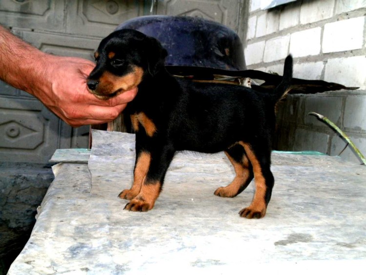 Ягдтерьер щенки