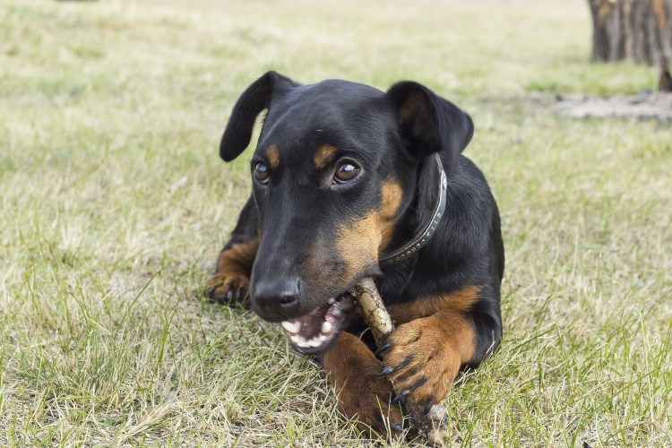 Ягдтерьер собака