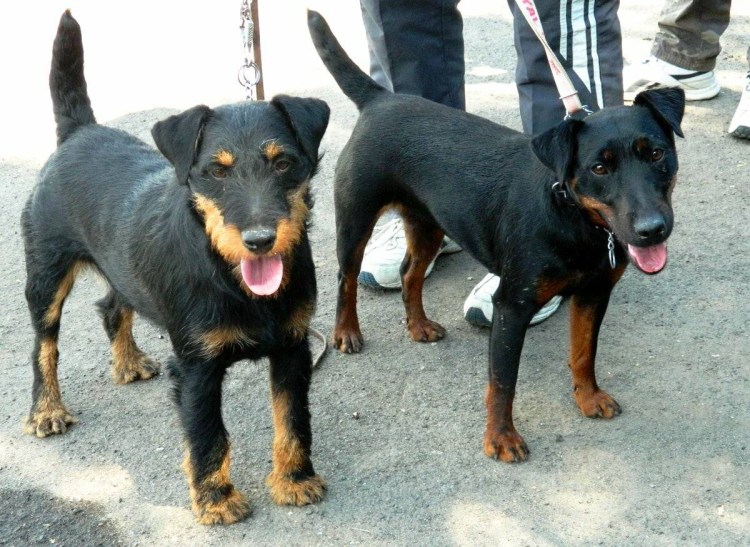 Ягдтерьер жесткошерстный