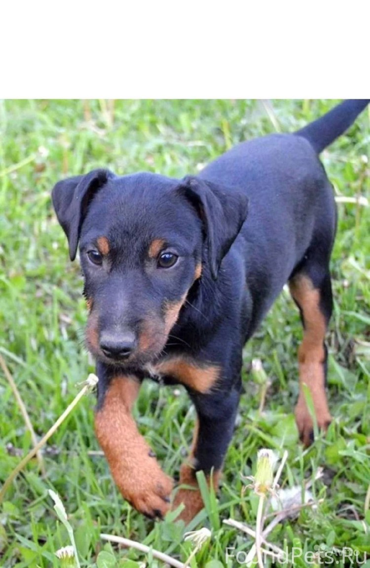 Ягдтерьер гладкошерстный