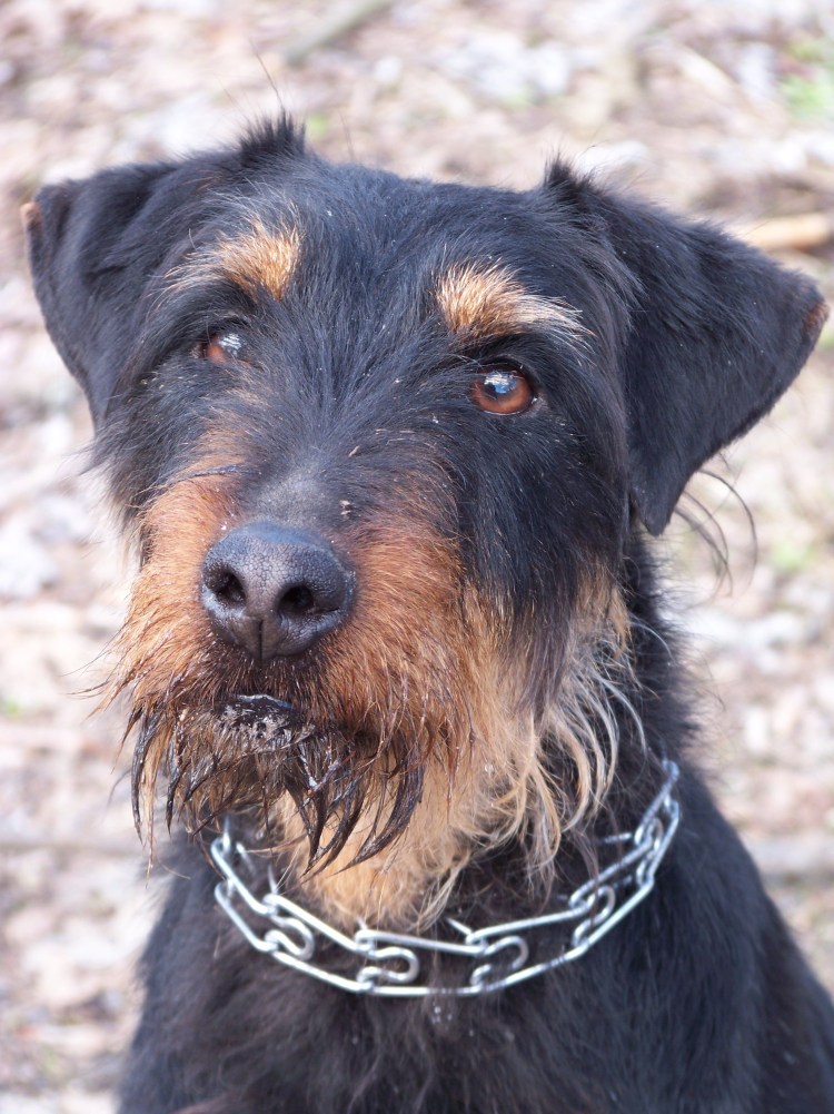 Немецкий Ягдтерьер