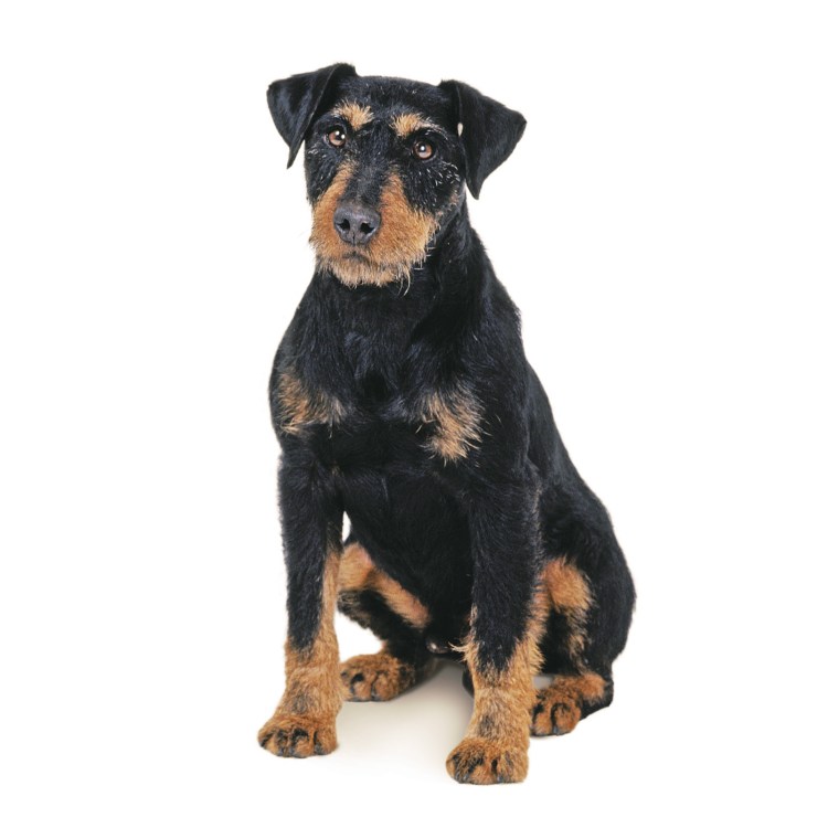 Ягдтерьер жесткошерстный