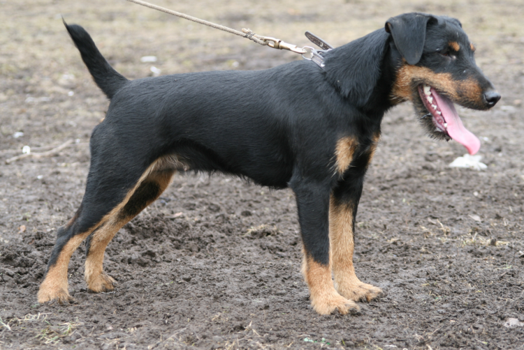 Немецкий Ягдтерьер